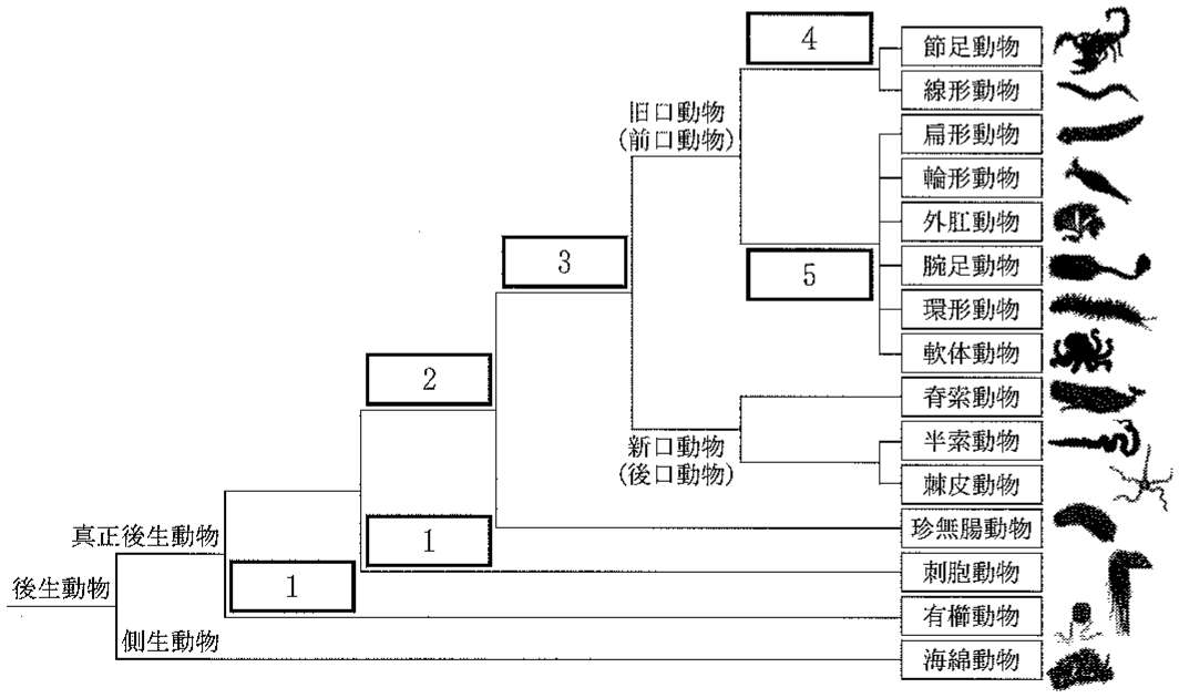 図3—1　動物門間の系統関係