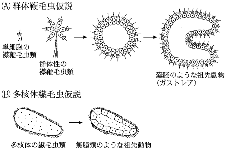 図3—3　ヘッケルの群体鞭毛虫仮説（A）とハッジの多核体繊毛虫仮説（B）
