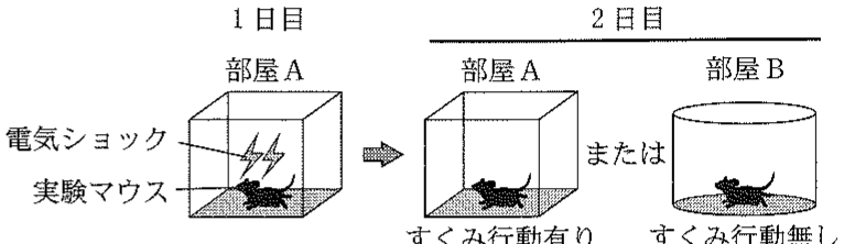 図1—1　恐怖記憶の形成とすくみ行動