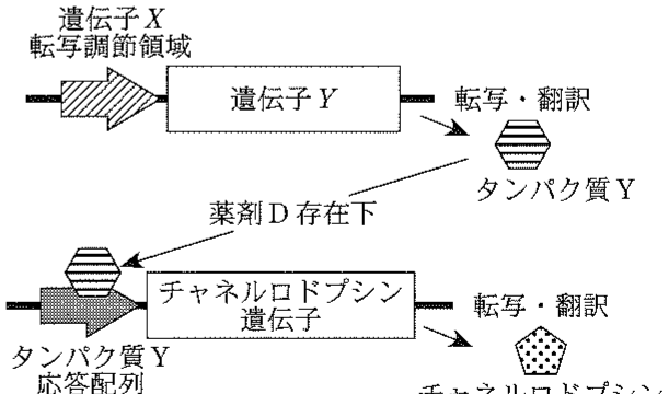図1—2　海馬の神経細胞に導入した人工遺伝子