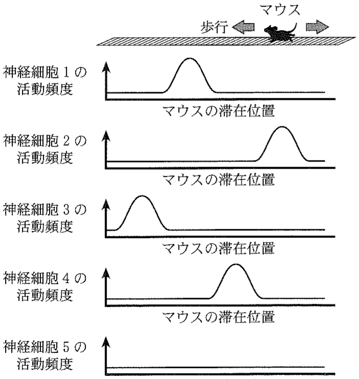 図1—4　マウスの滞在位置に応じた，場所細胞の活動頻度の変化