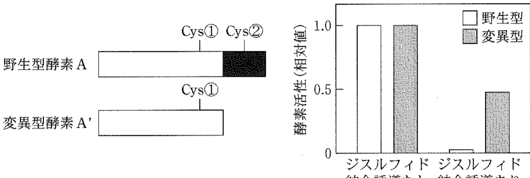 図2—1　光合成に関わる酵素 A のタンパク質の一次構造の模式図（左）と野生型酵素 A および変異型酵素 A′ の酵素活性（右）