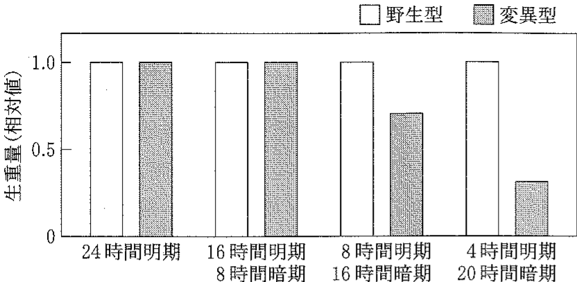 図2—2　野生型酵素 A あるいは変異型酵素 A′ を発現するシロイヌナズナを異なる明暗期条件で成長させたときの植物体生重量