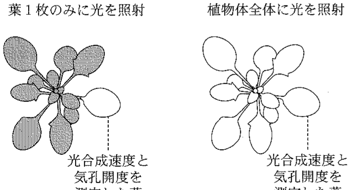 図2—3　シロイヌナズナ野生型植物およびアブシシン酸輸送体欠損変異体 X への光照射方法