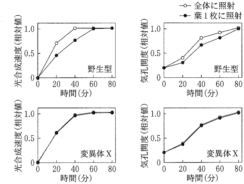 図2—4　シロイヌナズナ野生型植物およびアブシシン酸輸送体欠損変異体 X の光合成速度と気孔開度