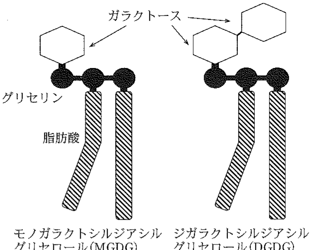 図2—5　シアノバクテリアと葉緑体の膜に多く存在する糖脂質である，ガラクト脂質構造の模式図