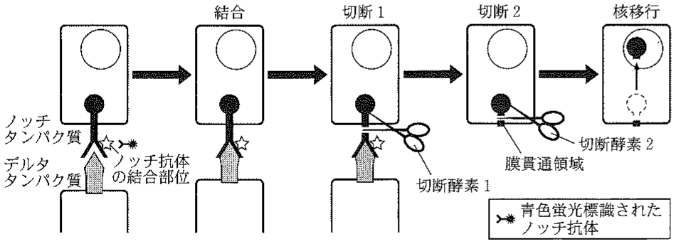 図3—1　ノッチタンパク質が活性化される過程
