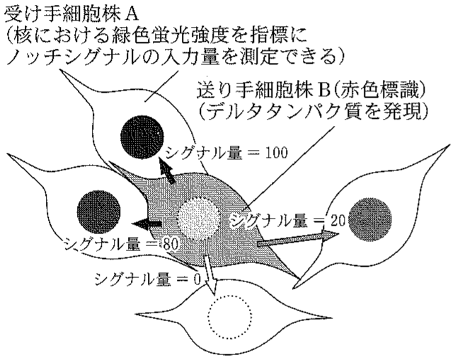図3—2　ノッチシグナルの受け手細胞株 A と送り手細胞株 B の模式図