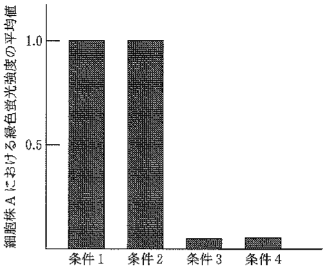 図3—3　ノッチシグナル伝達における遺伝子 X の必要性を調べた実験の結果