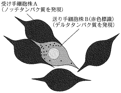 図3—4　ノッチタンパク質を認識する抗体を用いた免疫染色像
