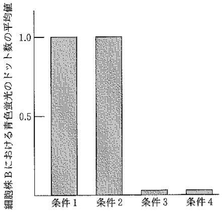 図3—5　ノッチ抗体を用いた免疫染色実験の結果