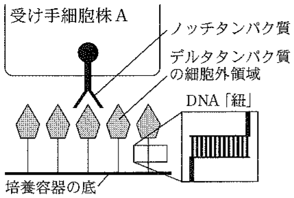 図3—8　ノッチ—デルタタンパク質間の張力が，ノッチシグナル伝達に与える影響を評価する実験の原理