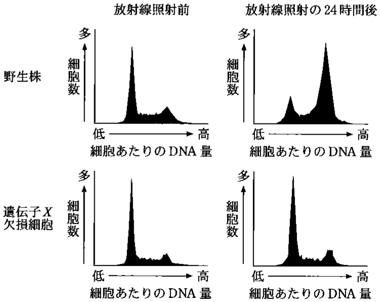 図1—1　野生株と遺伝子 X 欠損細胞における放射線照射前と放射線照射24時間後の細胞あたりの DNA 量の分布