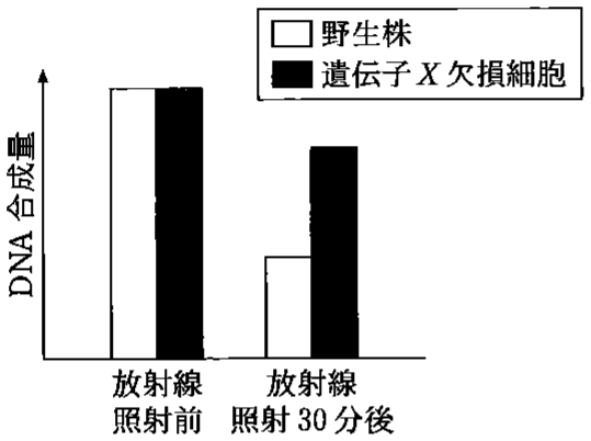 図1—2　野生株と遺伝子 X 欠損細胞の放射線照射前後の DNA 合成量