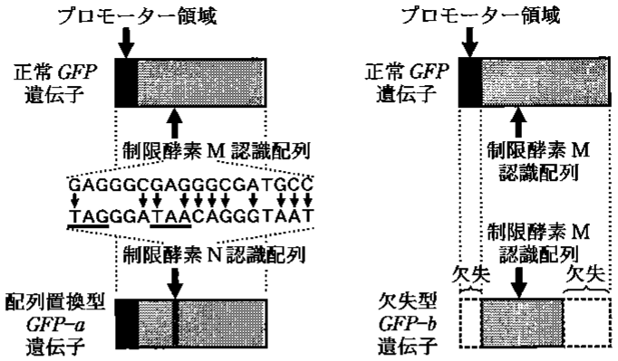 図1—3　配列置換型 \mathitGFP-a 遺伝子（左）と欠失型 \mathitGFP-b 遺伝子（右）の構造