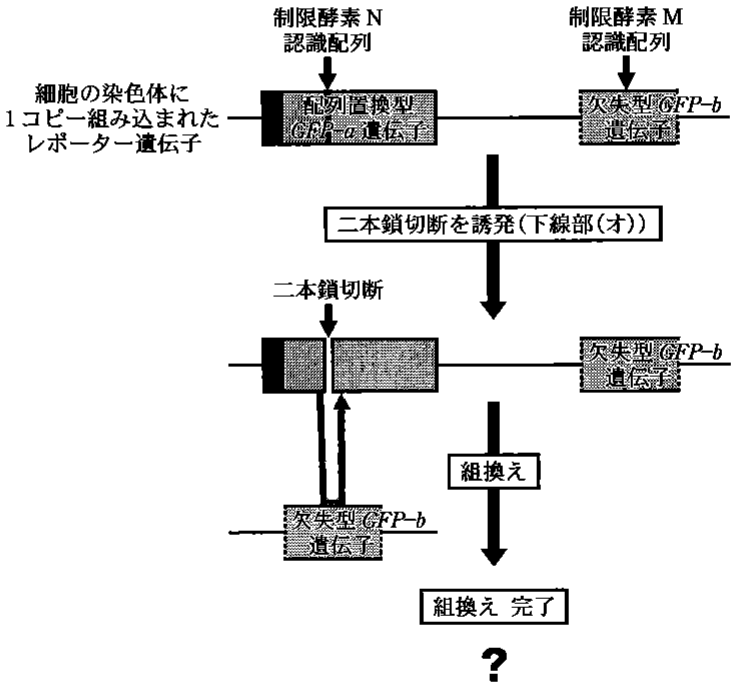 図1—4　組換えの発生頻度を測定する実験系