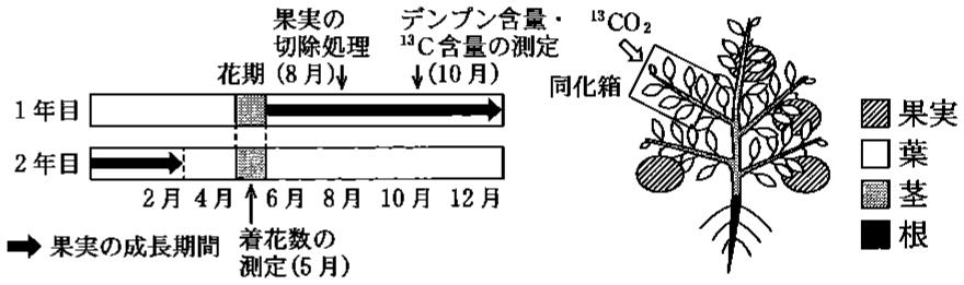 図2—1　果樹 X を使った炭素安定同位体の取り込み実験