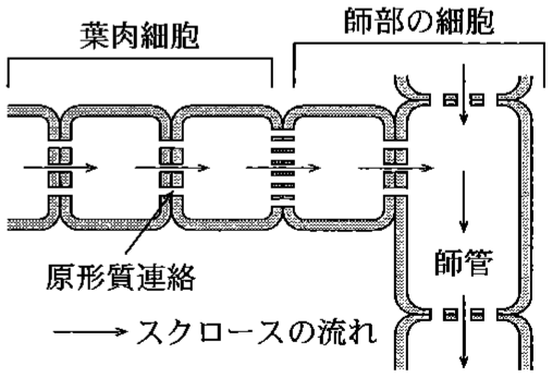 図2—4　葉肉細胞と師部の細胞の間に多くの原形質連絡をもつ種におけるスクロースの積み込みの模式図