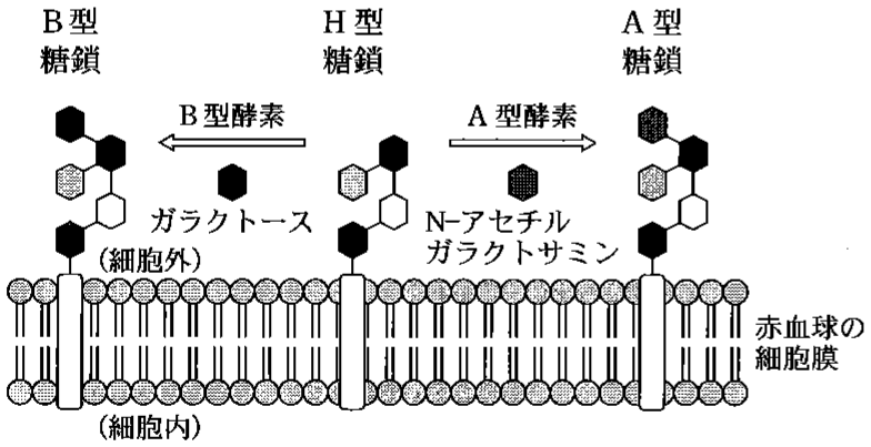 図3—1　ABO 式血液型を決める糖転移酵素による糖鎖付加反応の模式図