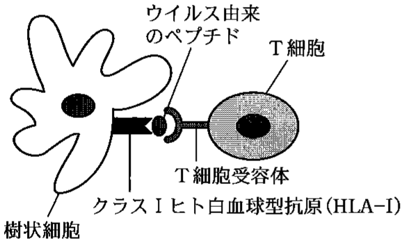 図3—3　T 細胞受容体による HLA-I に結合したペプチドの認識