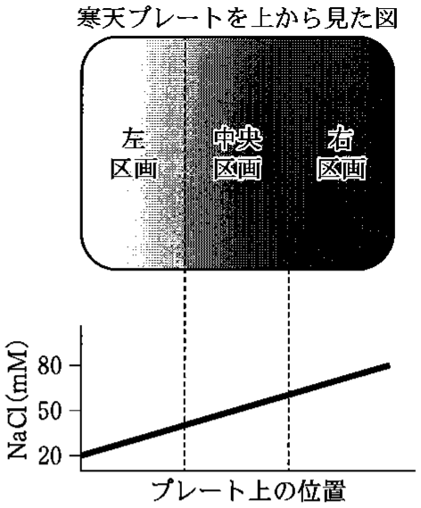 図1—1　寒天プレートの塩濃度勾配