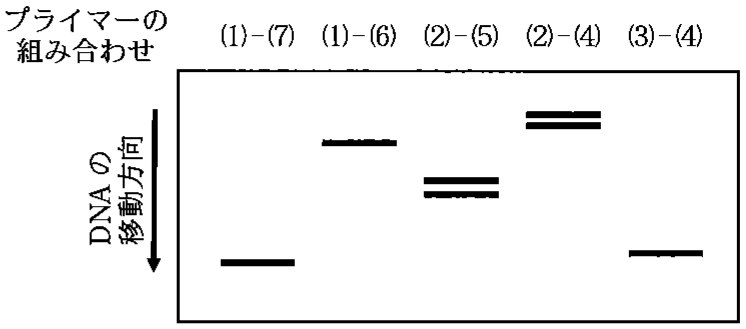 図1—11　電気泳動法による分離の結果