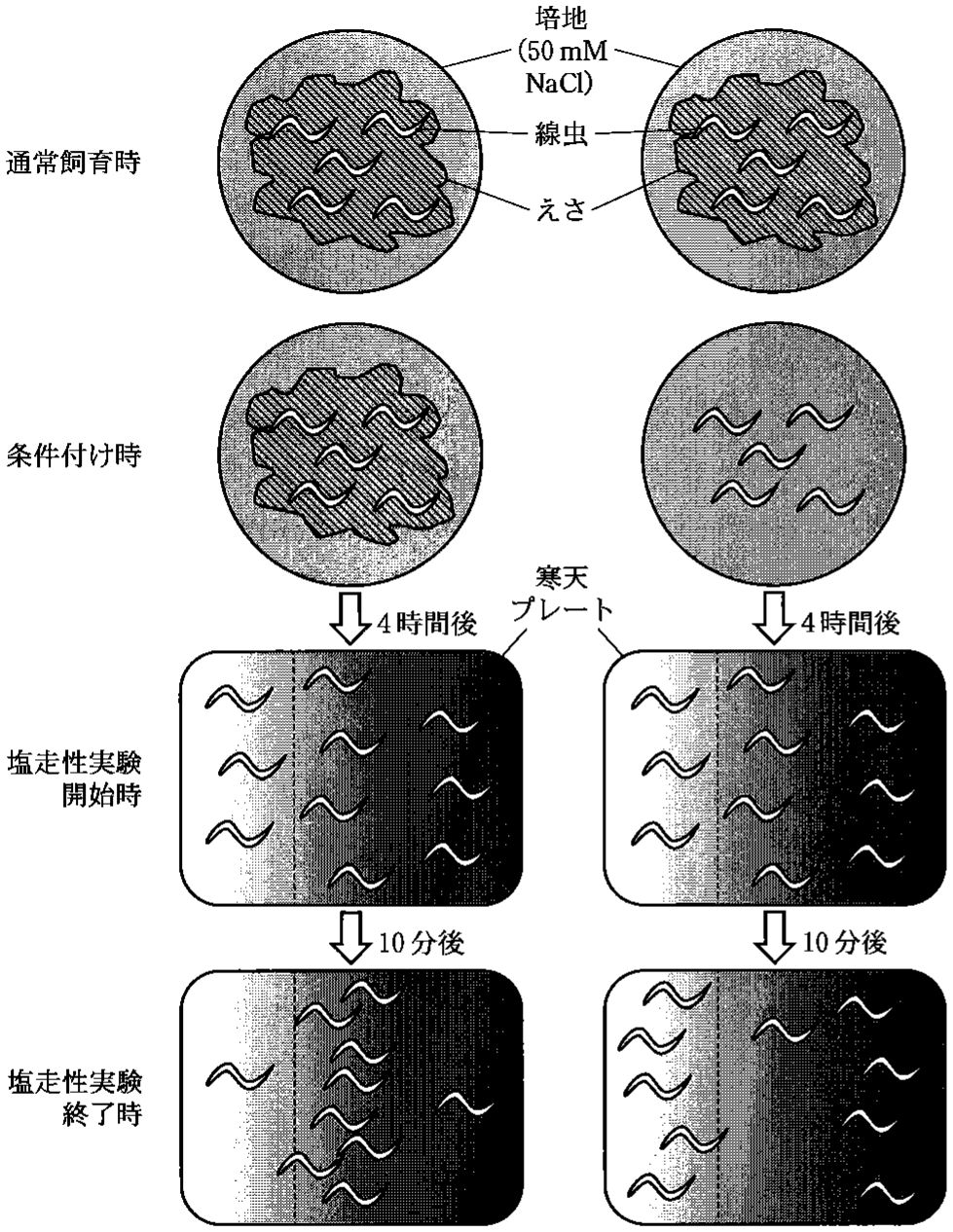 図1—2　条件付けと塩走性