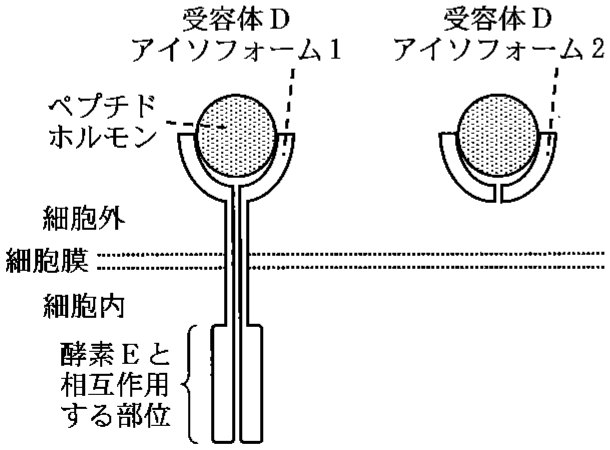 図1—5　受容体Dのアイソフォームの構造