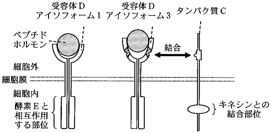 図1—8　受容体Dアイソフォーム3の構造