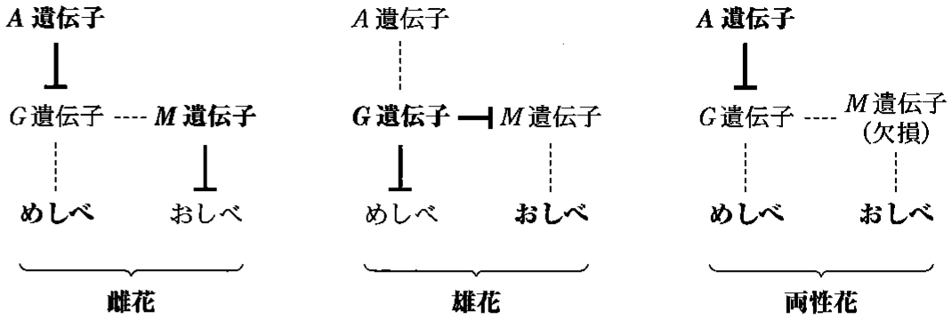 図2—1　メロンにおける G，M，A 遺伝子のはたらき