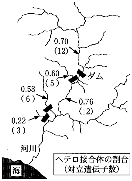 図3—2　ある河川における種Bの遺伝的多様性