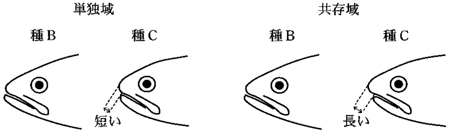 図3—3　単独域と共存域における顎の形態