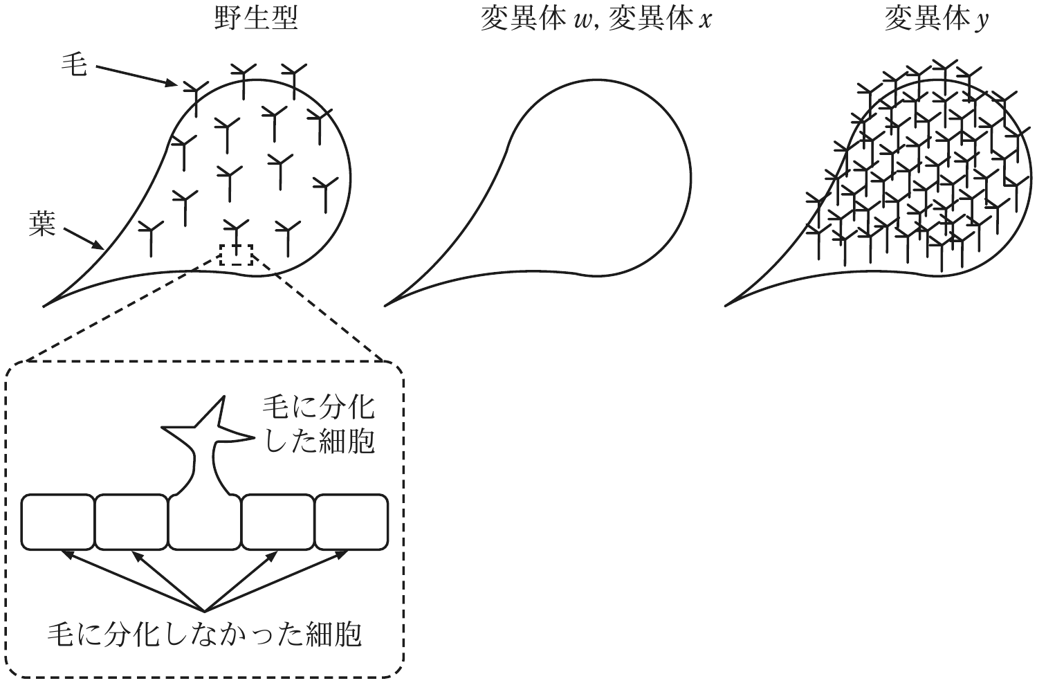 図2—3　葉表面における毛の分布の模式図