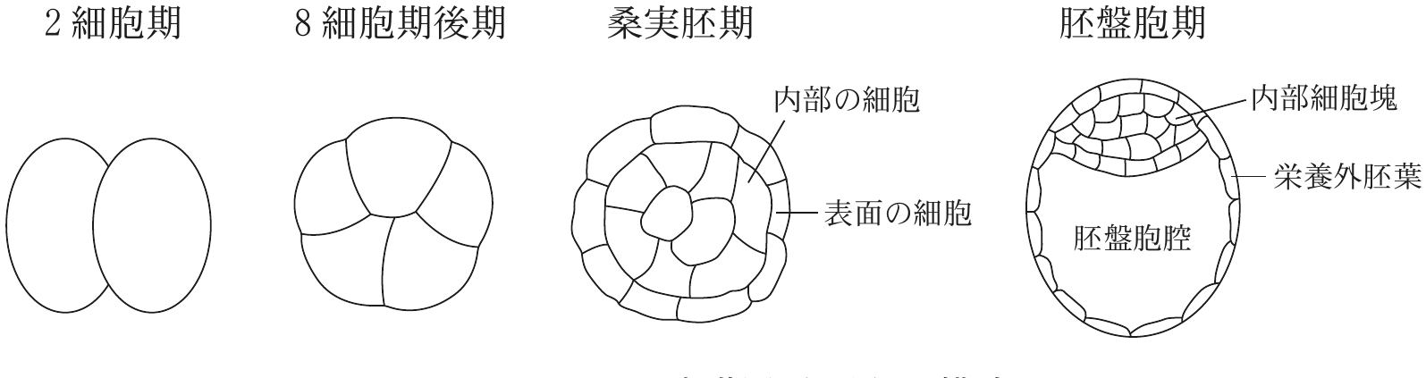 図3—4　マウス初期発生過程の模式図