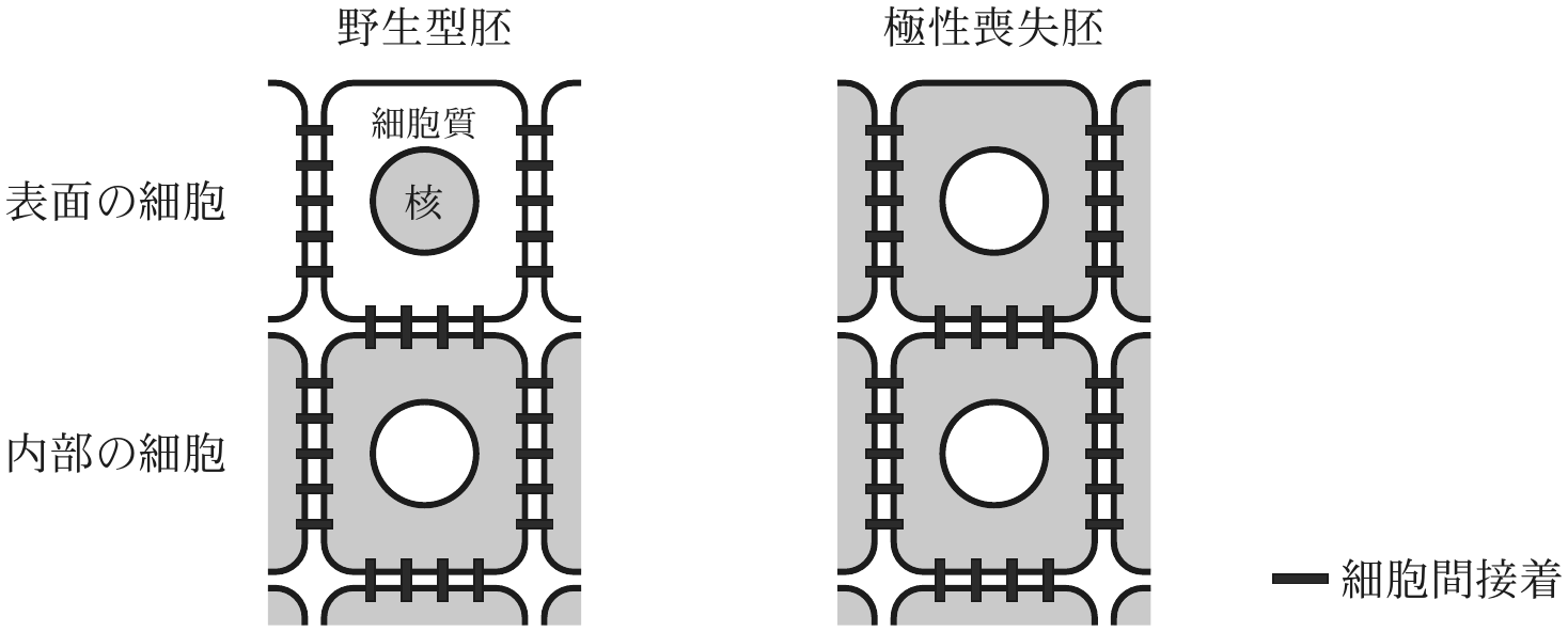 図3—5　野生型胚および極性喪失胚における転写調節因子 A の細胞内局在