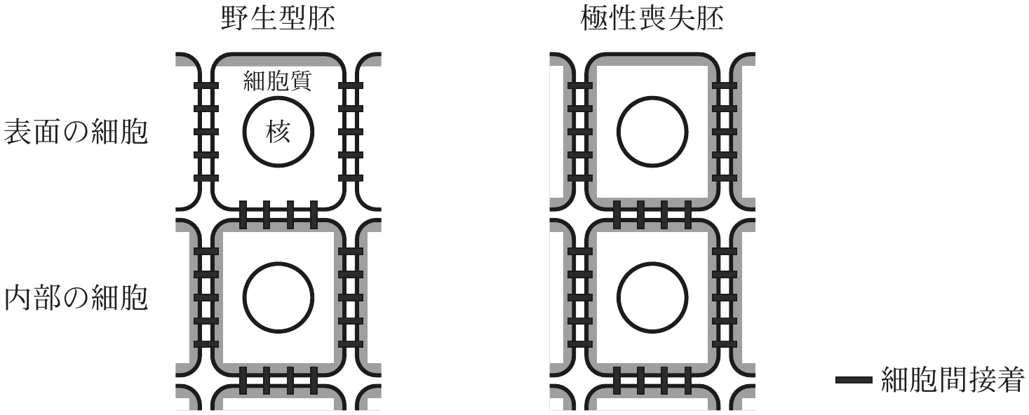 図3—6　野生型胚および極性喪失胚におけるタンパク質 C の細胞内局在