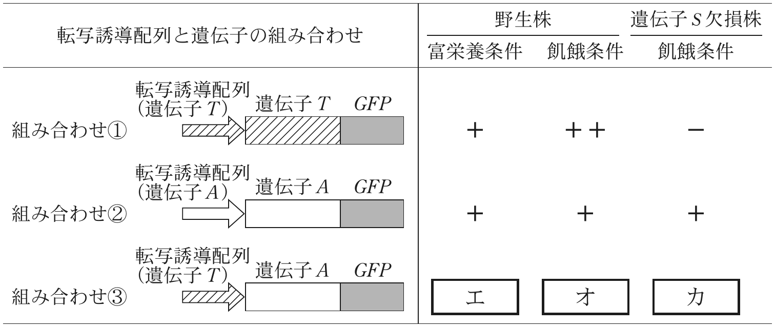 表1—1　（実験1）各条件での \mathitGFP の mRNA 量