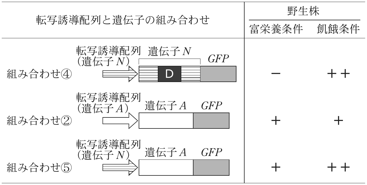 表1—2　（実験2）各条件での \mathitGFP の mRNA 量