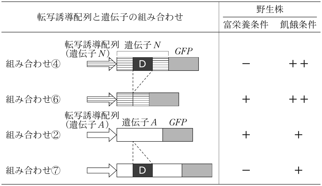 表1—3　（実験3）各条件での \mathitGFP の mRNA 量
