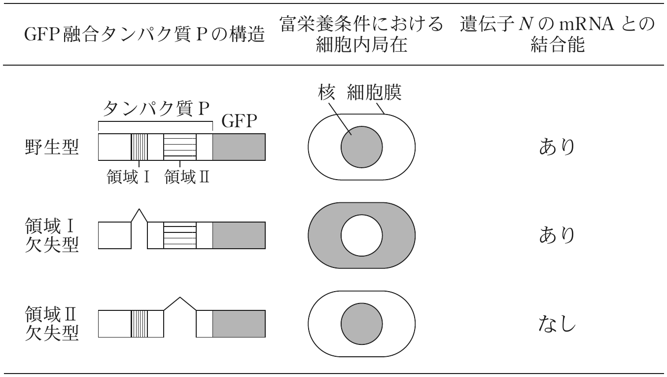 表1—4　（実験5）タンパク質Pの細胞内局在と遺伝子 N の mRNA との結合能