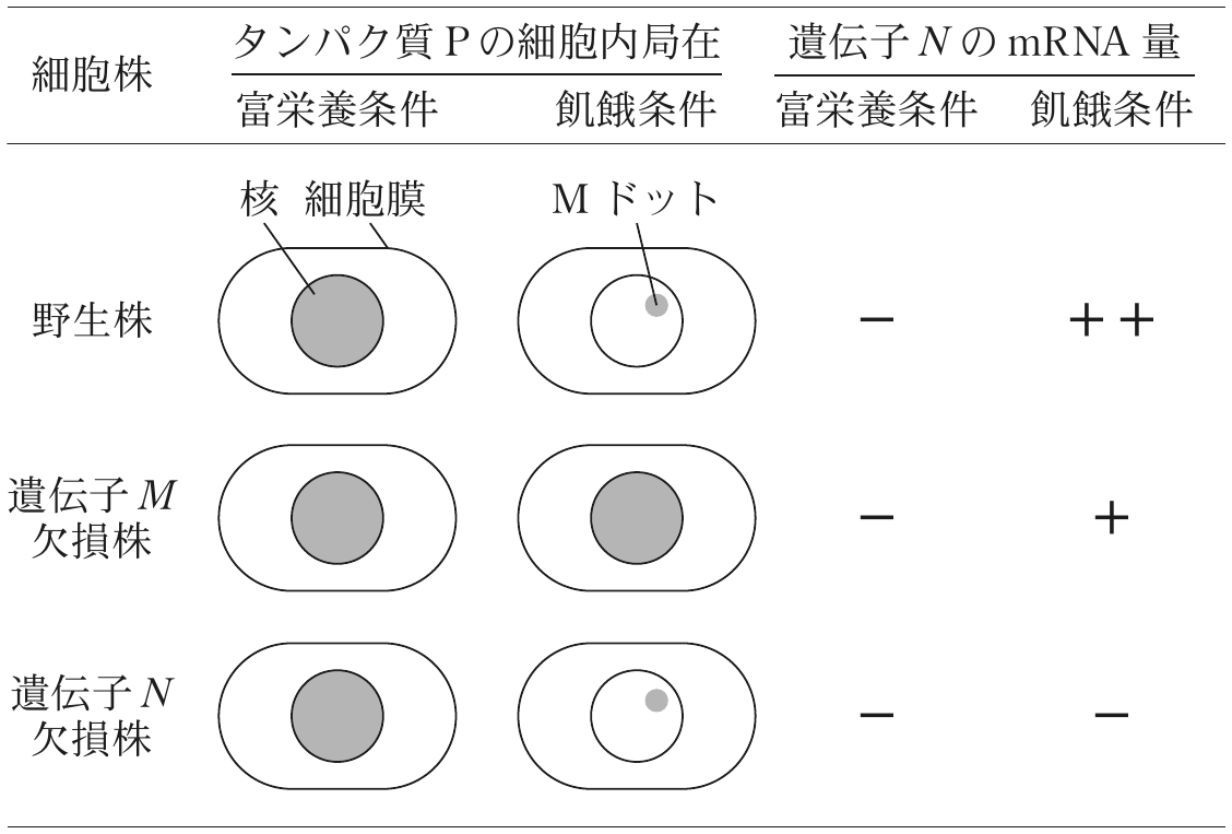 表1—5　（実験6）タンパク質Pの細胞内局在と遺伝子 N の mRNA 量