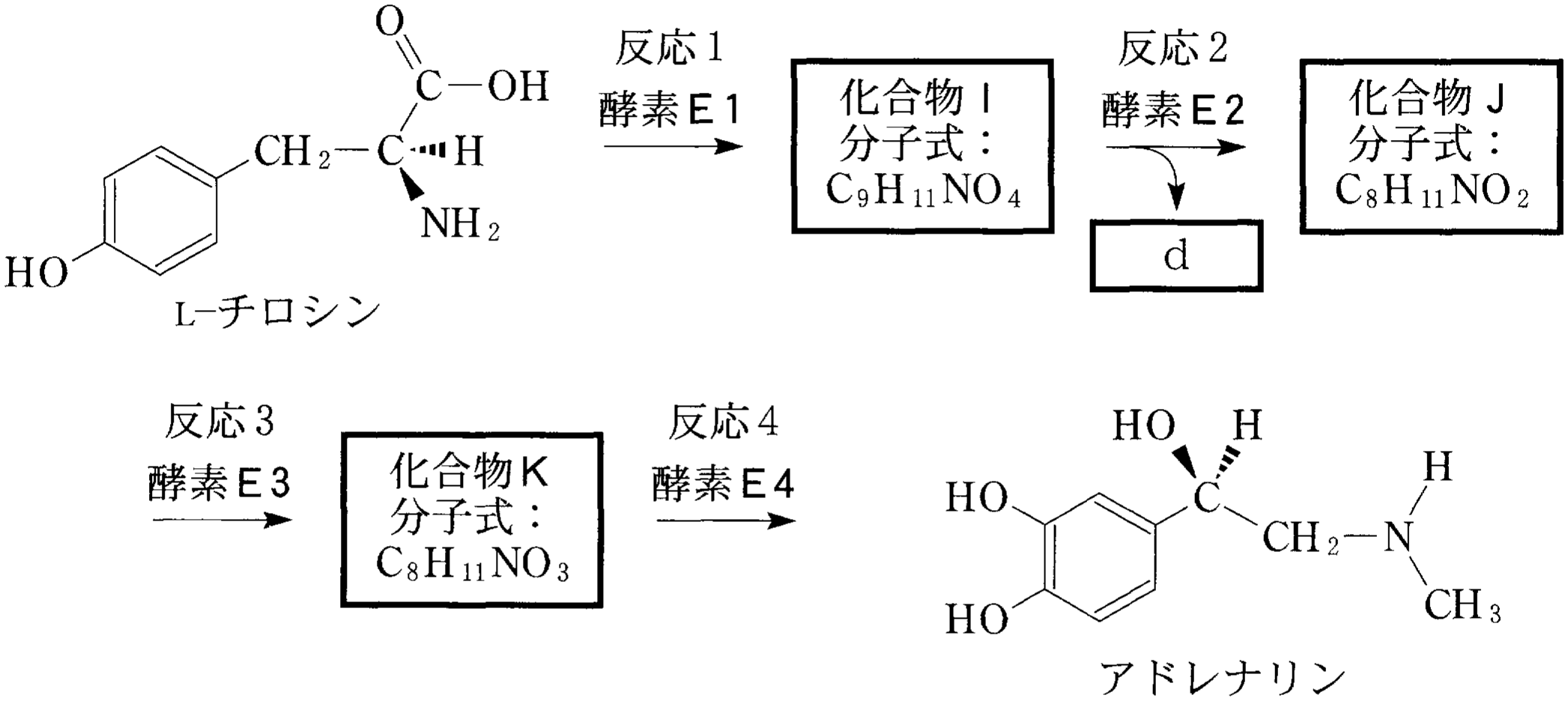 図3—5　生体内におけるアドレナリンの合成経路