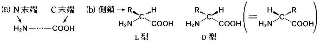 図3—1　ペプチドのN末端・C末端の定義と，α-アミノ酸の構造
