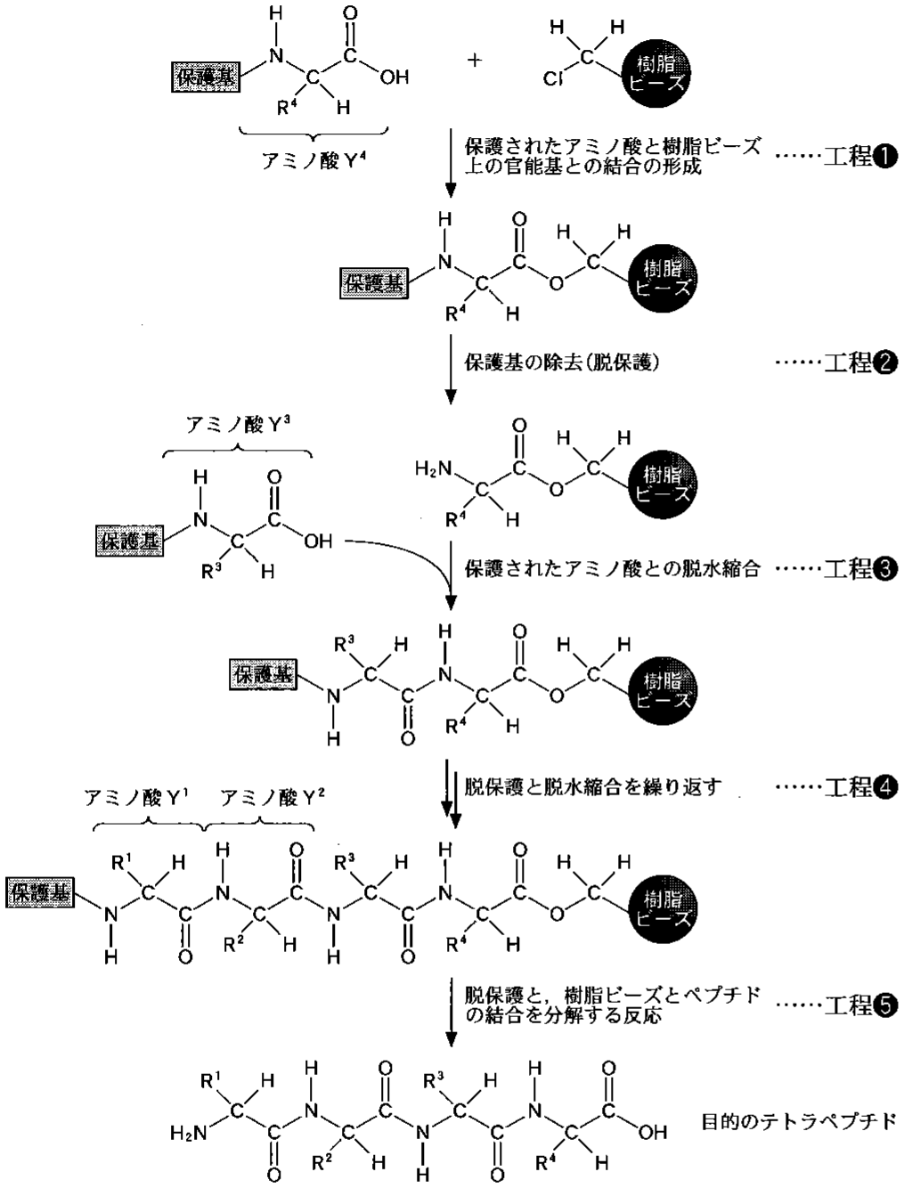 図3—4　テトラペプチドを例としたペプチド固相合成の手順