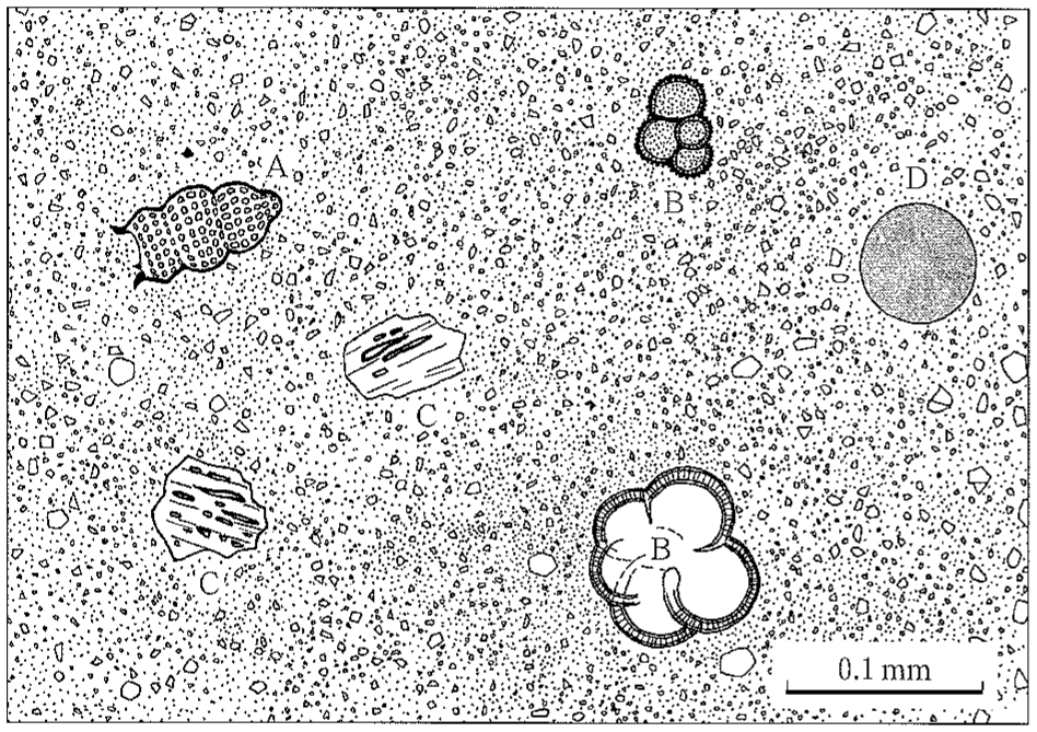 図3—4　ある海域で採取された未固結堆積物から作成したスミアスライドの開放ニコル（平行ニコル）での顕微鏡観察のスケッチ